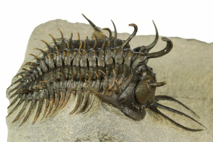 Short-Fork Walliserops Hammi Trilobite - Foum Zguid, Morocco #179603